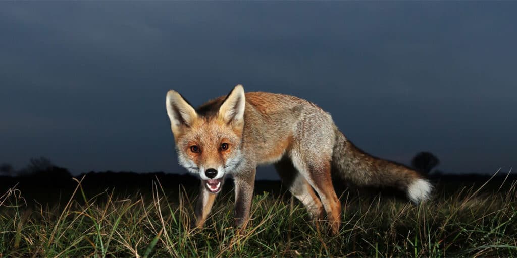 A fox