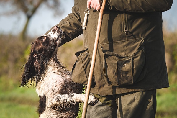 Gundog with its owner