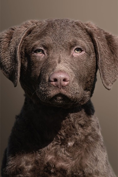 Brown labrador