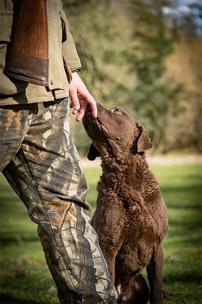 Brown labrador