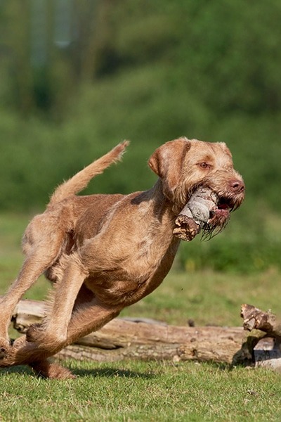 Wirehaired vizsla