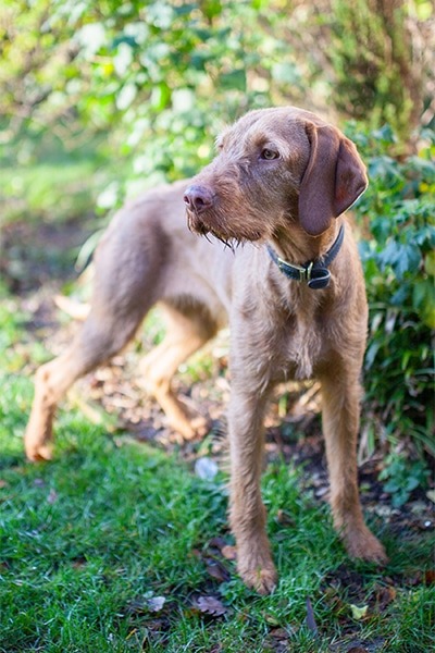 Wirehaired vizsla