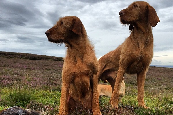 Wirehaired vizsla