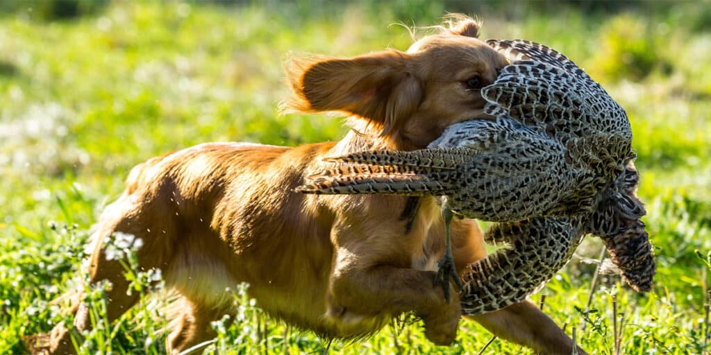 A gundog carrying a pheasant