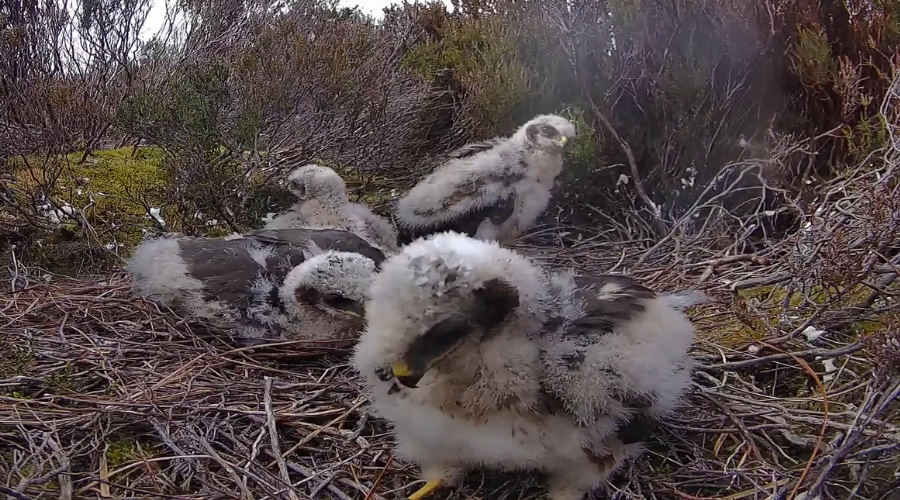 Hen harrier chicks