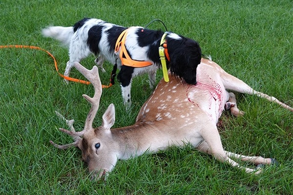 Munsterlander with a deer