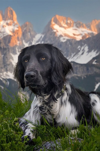 Munsterlander