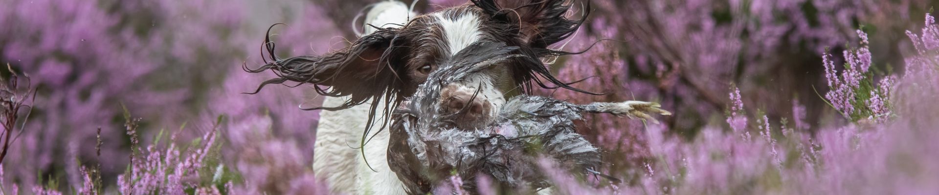 Spaniel carrying a bird