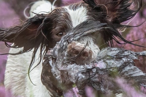 Spaniel carrying a bird