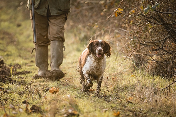 A spaniel walking down a country lane