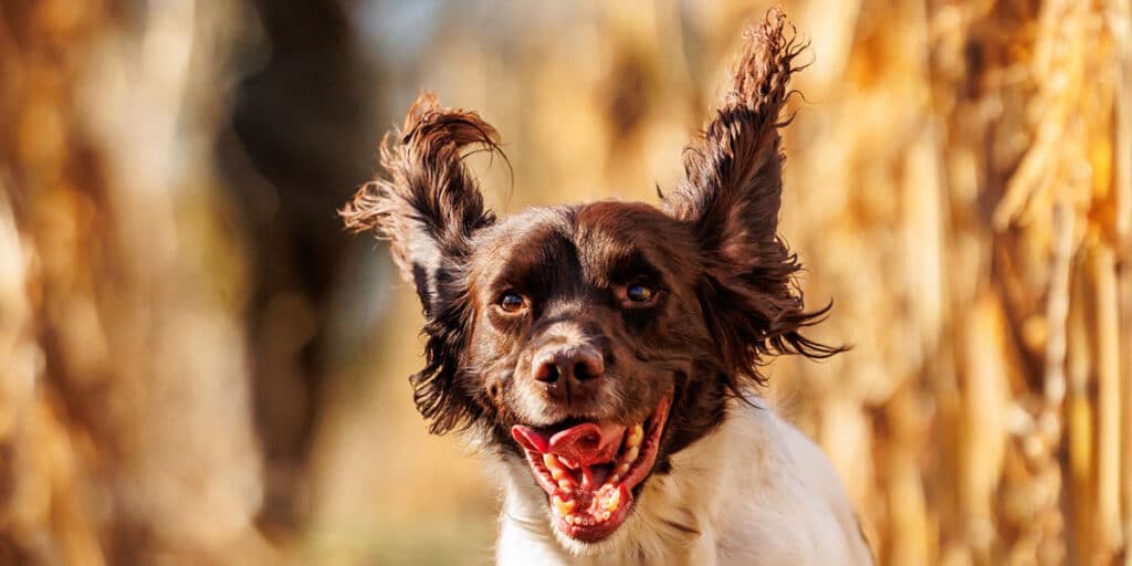 Spaniel