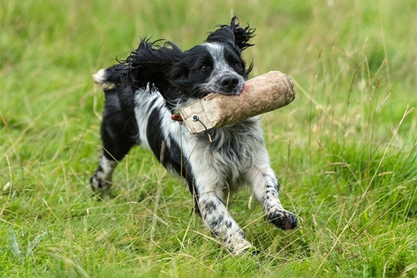 Springer spaniel