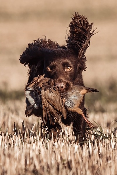 Springer spaniel