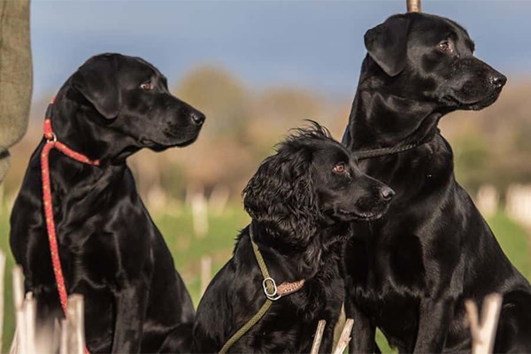 Three gundogs