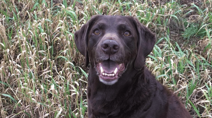 A gundog