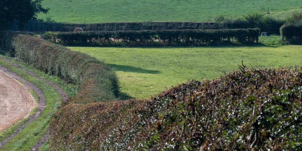 A hedgerow