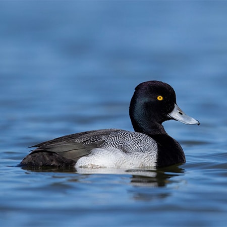 A male scaup