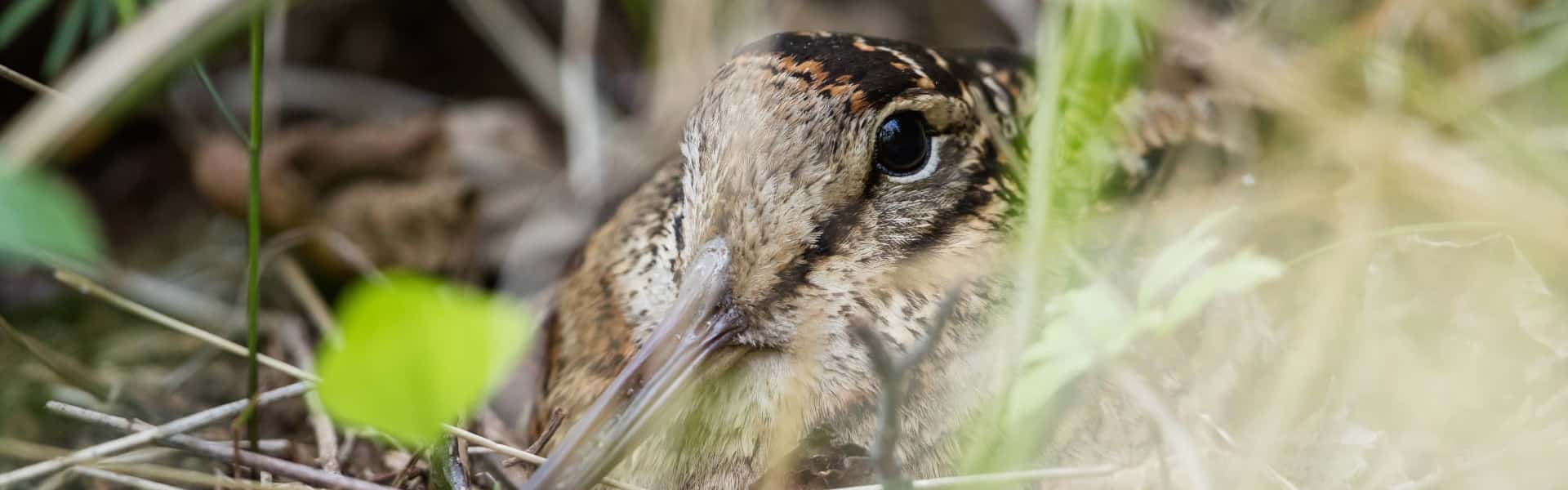 A woodcock