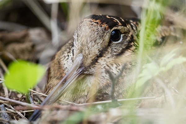 A woodcock