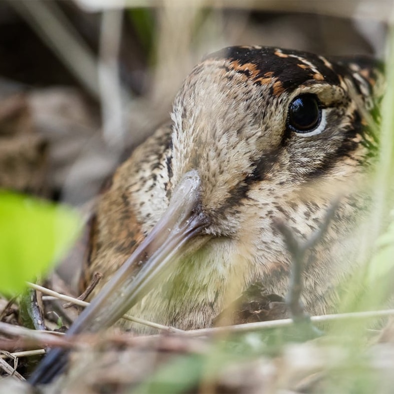 A woodcock