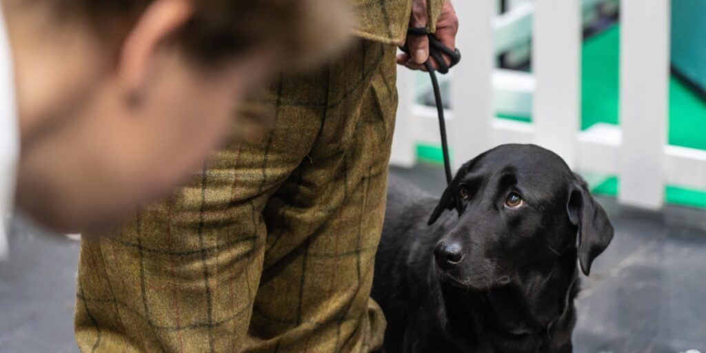 black labrador crufts