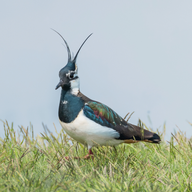 lapwing