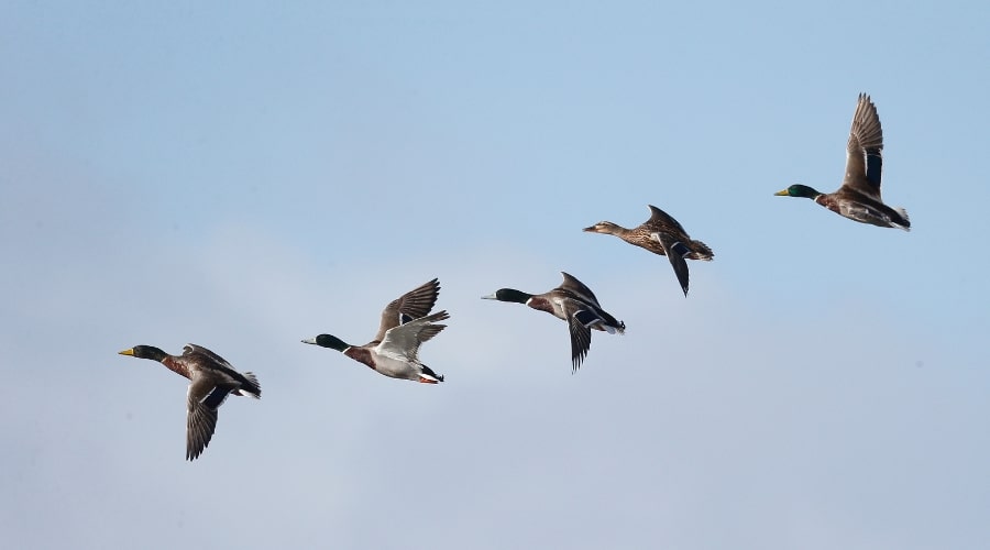 Geese in flight