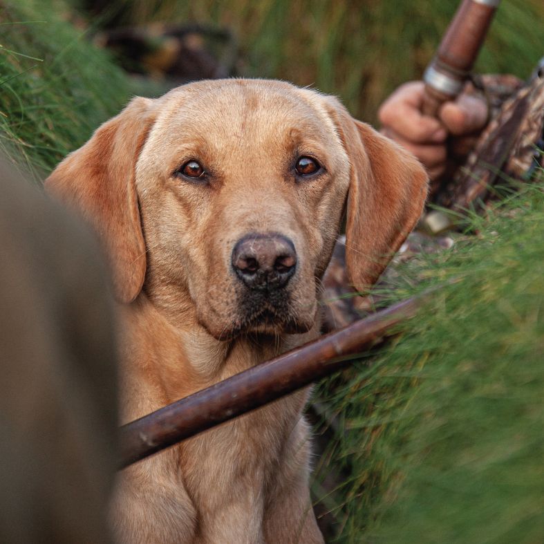 Yellow Labrador