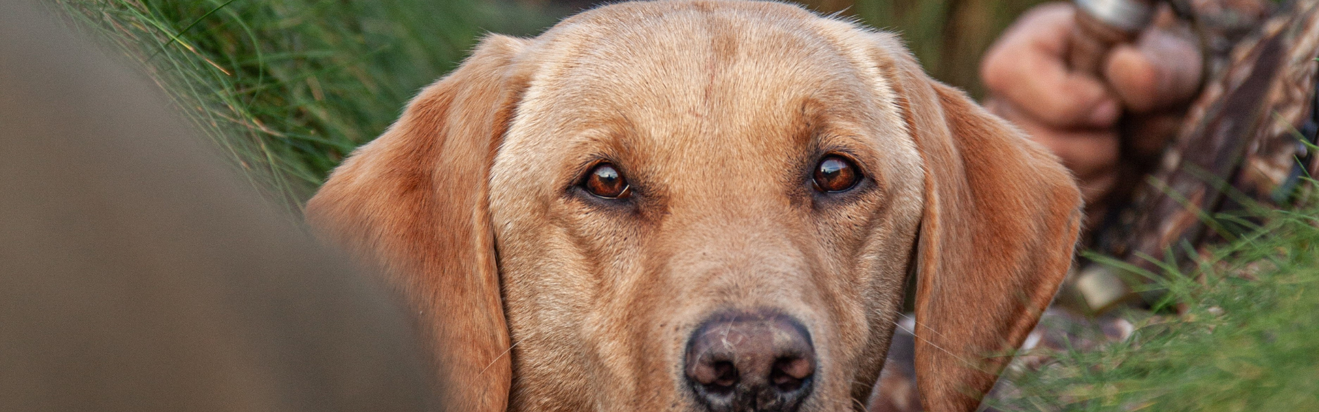 Yellow lab wildfowling