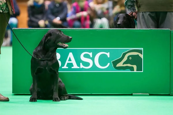 Black Labrador at Crufts