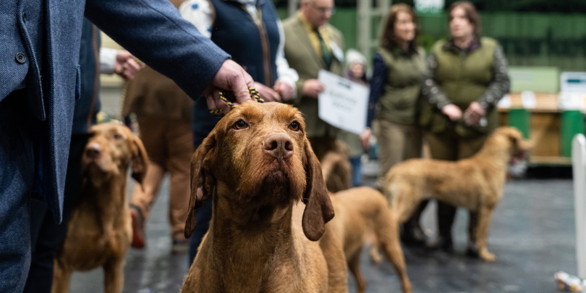 competing at crufts