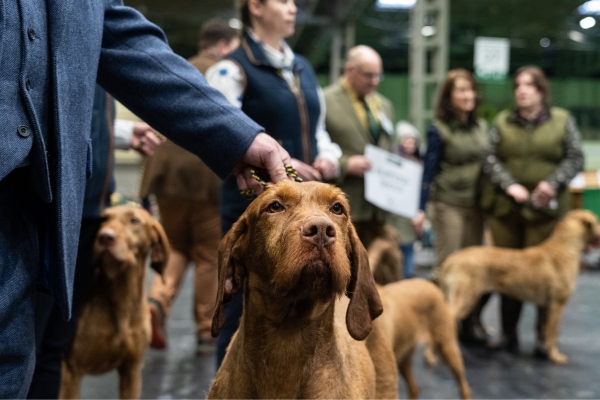 competing at crufts