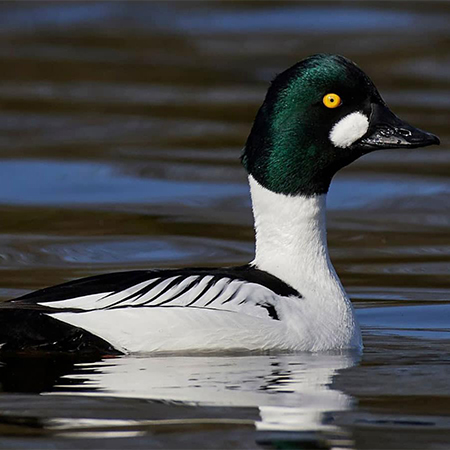 Goldeneye duck