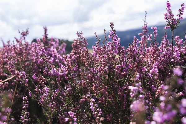 heather in bloom