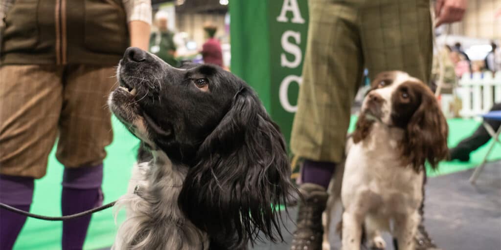 Two spaniels