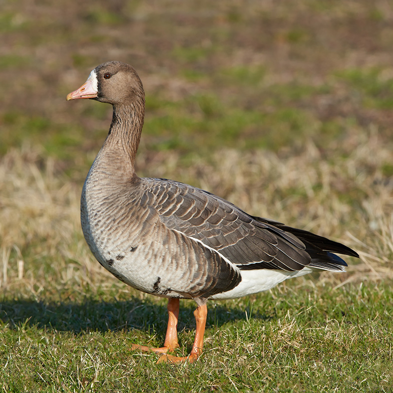 White fronted goose