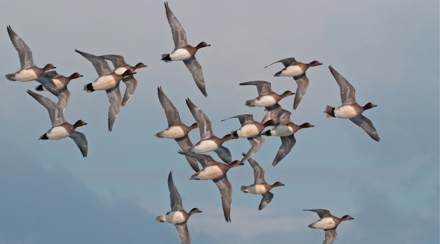 wigeon