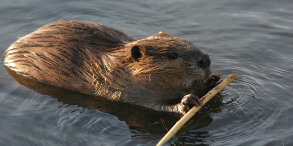 beaver in water