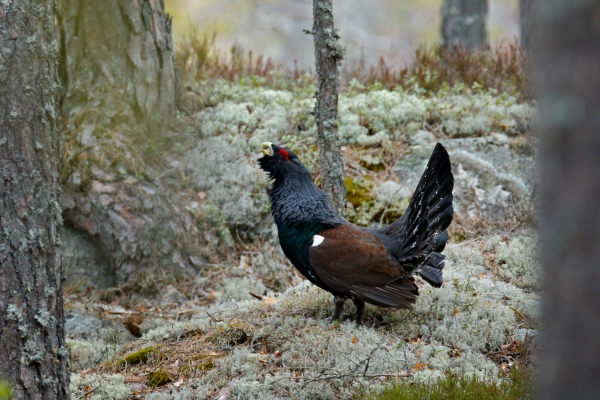 capercaillie