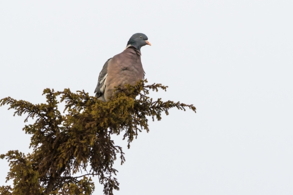 pigeon