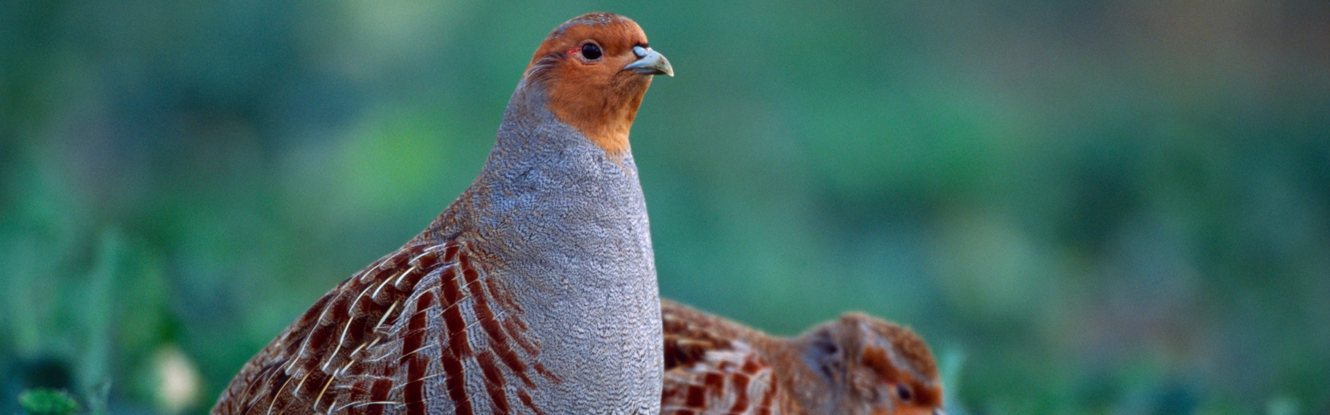 pair of grey partridges