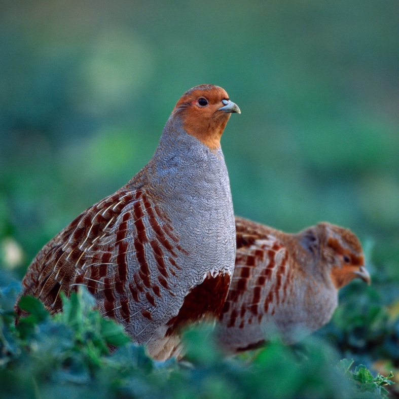 pair of grey partridges