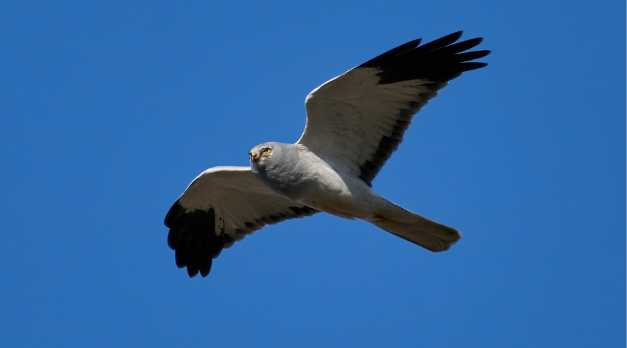brood management