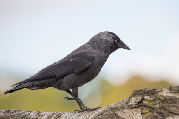 jackdaw