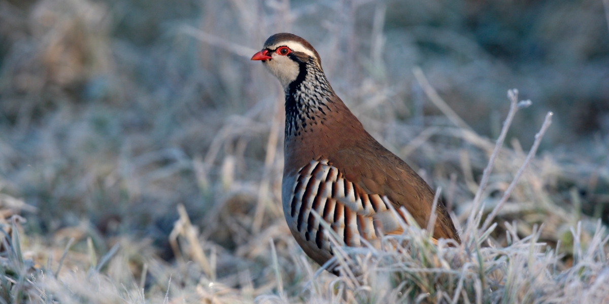 partridge in frost