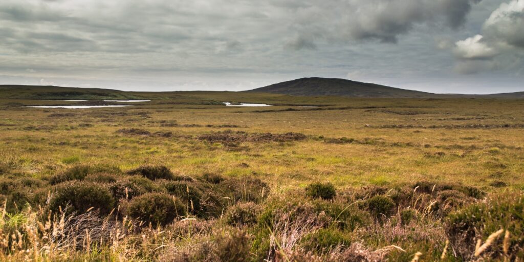 peat bogs