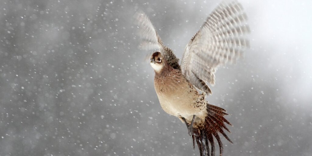 Pheasant hen