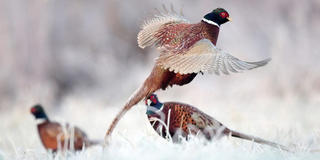 Pheasants in snow