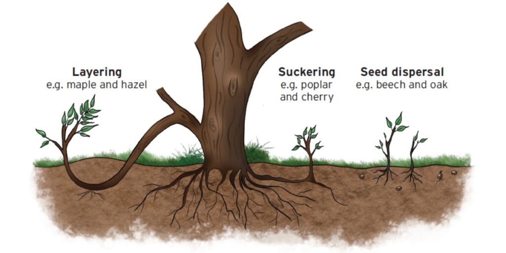 Woodland regeneration