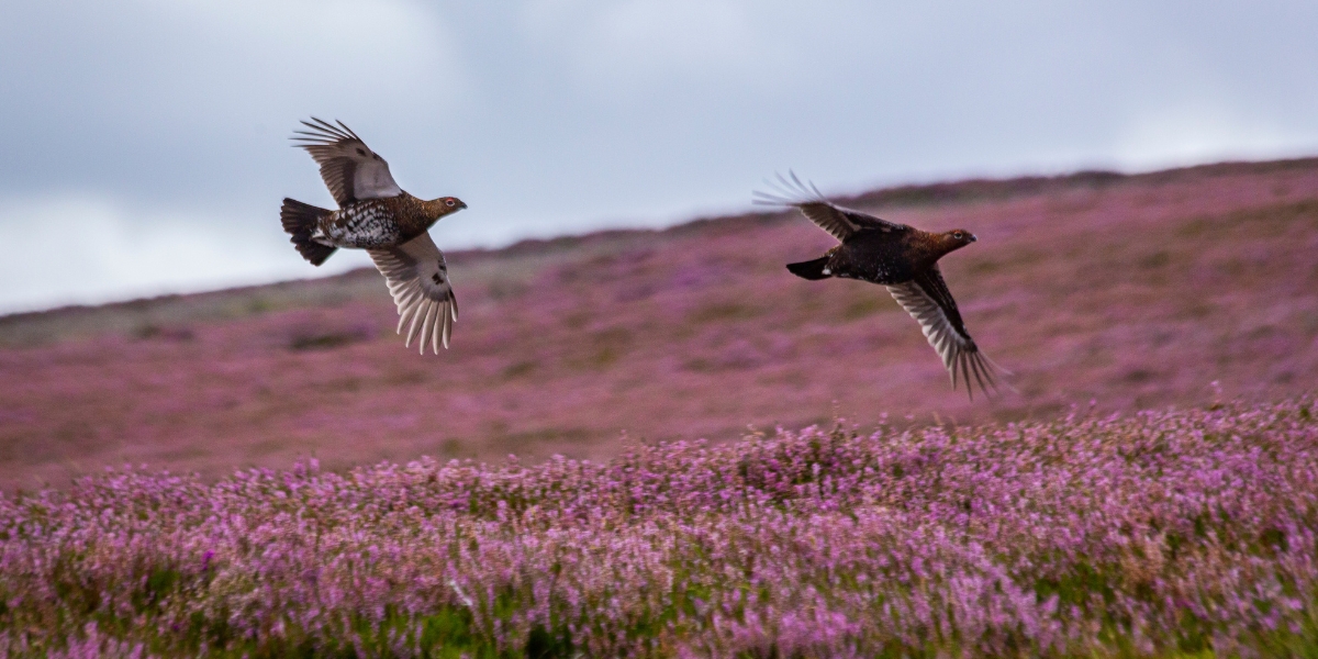 grouse flying
